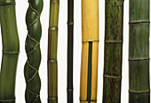 Stems of seven types of bamboo