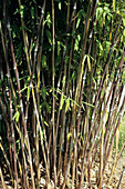 Fountain bamboo canes