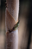 Black bamboo leaf