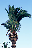 Date palm (Phoenix canariensis)