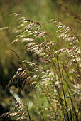 Wavy hair grass