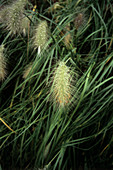 Feathertop grass (Pennisetum villosum)