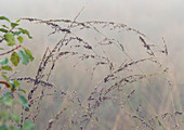 Purple moor grass (Molinia caerulea)