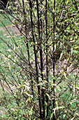 Black bamboo (Phyllostachys nigra)