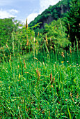 Sweet vernal grass,Anthoxanthum odoratum
