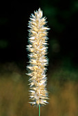 Melic grass (Melica transsilvanica)