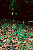 Autumn moor grass (Sesleria autumnalis)