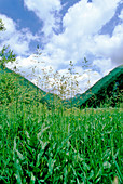 Spreading meadow-grass (Poa pratensis)