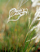Feather grass (Stipa pennata)