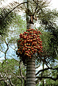 Foxtail palm fruit (Wodyetia bifurcata)