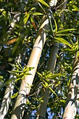 Bamboo tree stem and leaves