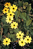 Black-eyed Susan vine flowers