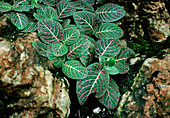 Cissus discolor foliage