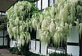 Japanese wisteria (Wisteria 'Alba')