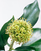 Common ivy (Hedera helix) flower head