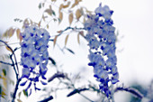 Chinese wisteria (Wisteria sinensis)
