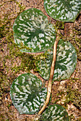 Tropical climbing plant