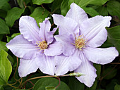 Clematis 'Cezanne'