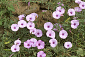 Convolvulus althaeoides