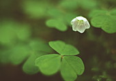 Wood sorrel flower