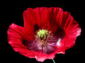 Poppy flower