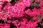 Hinode Giri rhododendron
