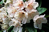 Doctor Stoker rhododendron flowers
