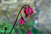 Bleeding heart plant