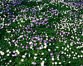 Wood anemones