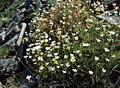 Mossy saxifrage