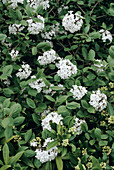 Judd viburnum flowers