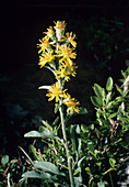Goldenrod flowers