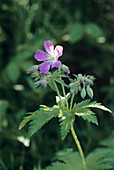 Wood cranesbill flower