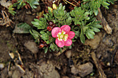 Saxifraga hybrid flower