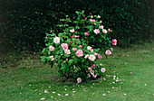 Rosa mundi rose bush