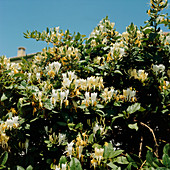 Winter honeysuckle bush