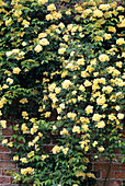 Rosa banksiae 'Lutea' flowers