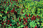 Crimson clover and black medick flowers