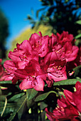 Rhododendron 'America'