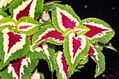 Solenostemon sp. leaves
