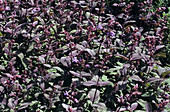 Sage flowers (Salvia 'Purpurascens')