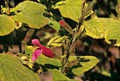 Sage flowers (Salvia dorisiana)
