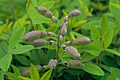 False indigo flowers (Baptisia alba)