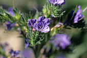 Blueweed (Echium vulgare)