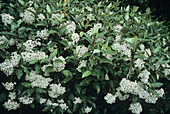 Daisy tree (Olearia macrodonata)