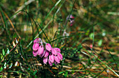Cross-leaved heath flower