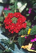 Verbena 'Scarlet' flowers