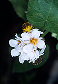 Cape stock-rose (Sparrmannia africana)