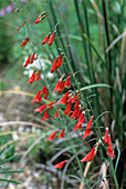 Penstemon barbatus flowers