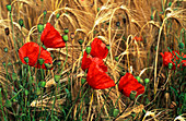 Corn poppy flowers